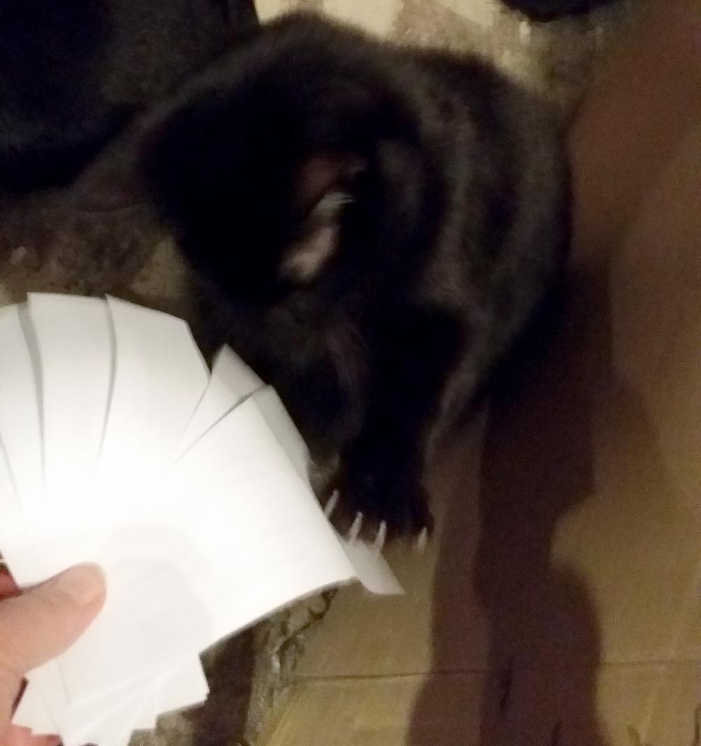 black cat with papers