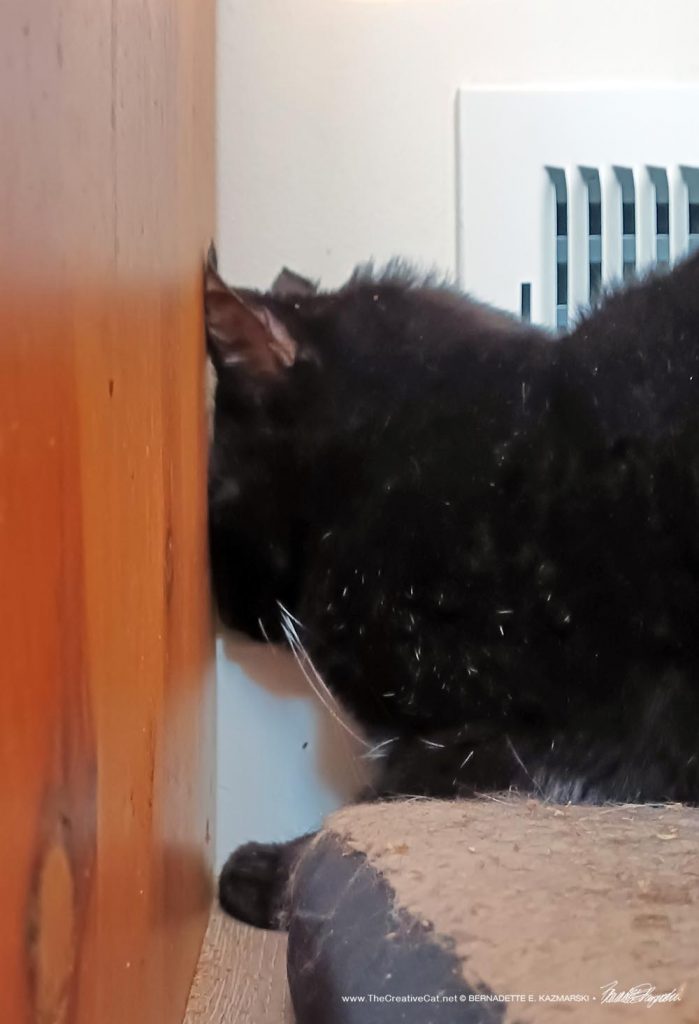 black cat head pressing