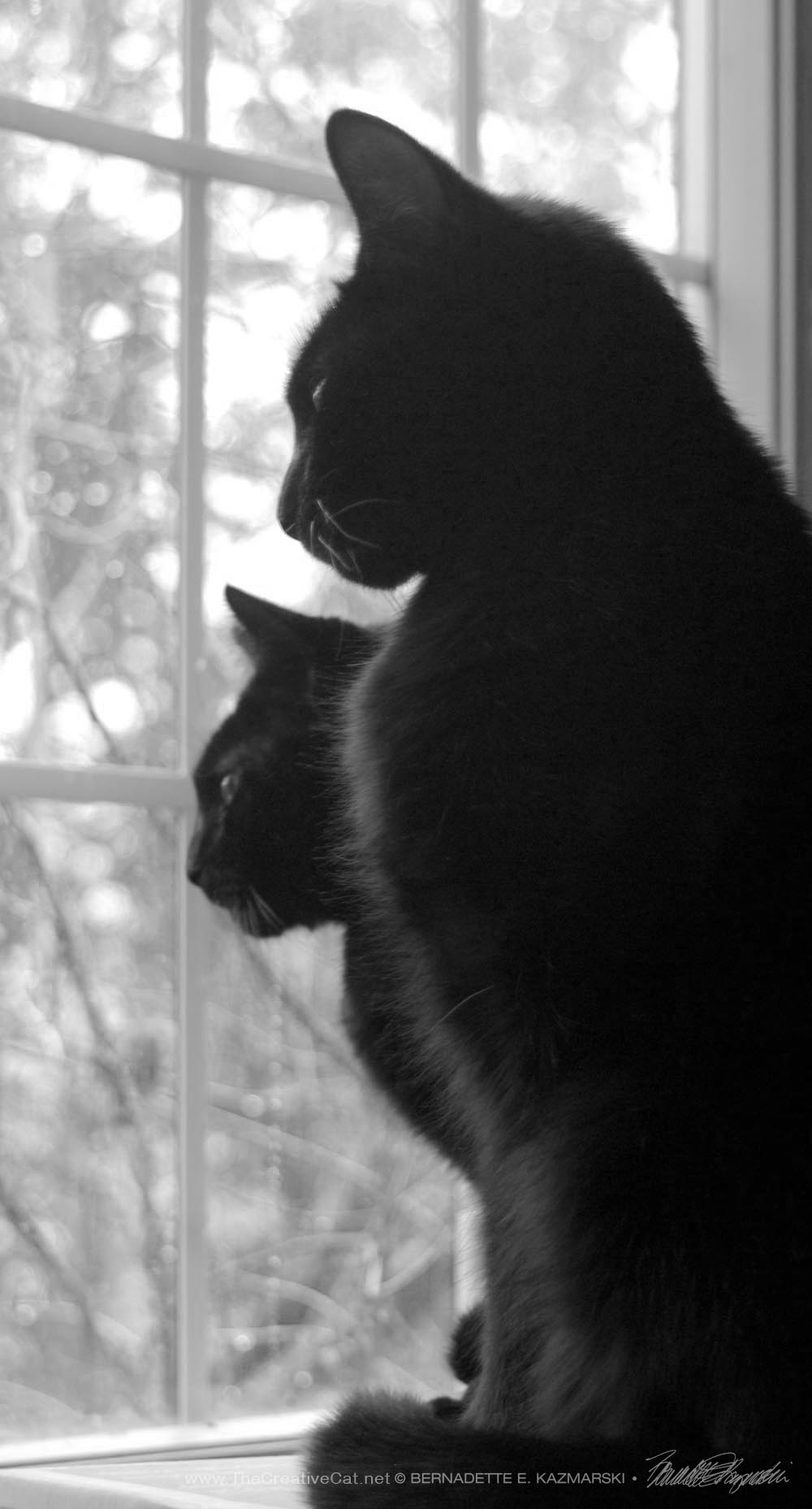 two black cats looking out a window
