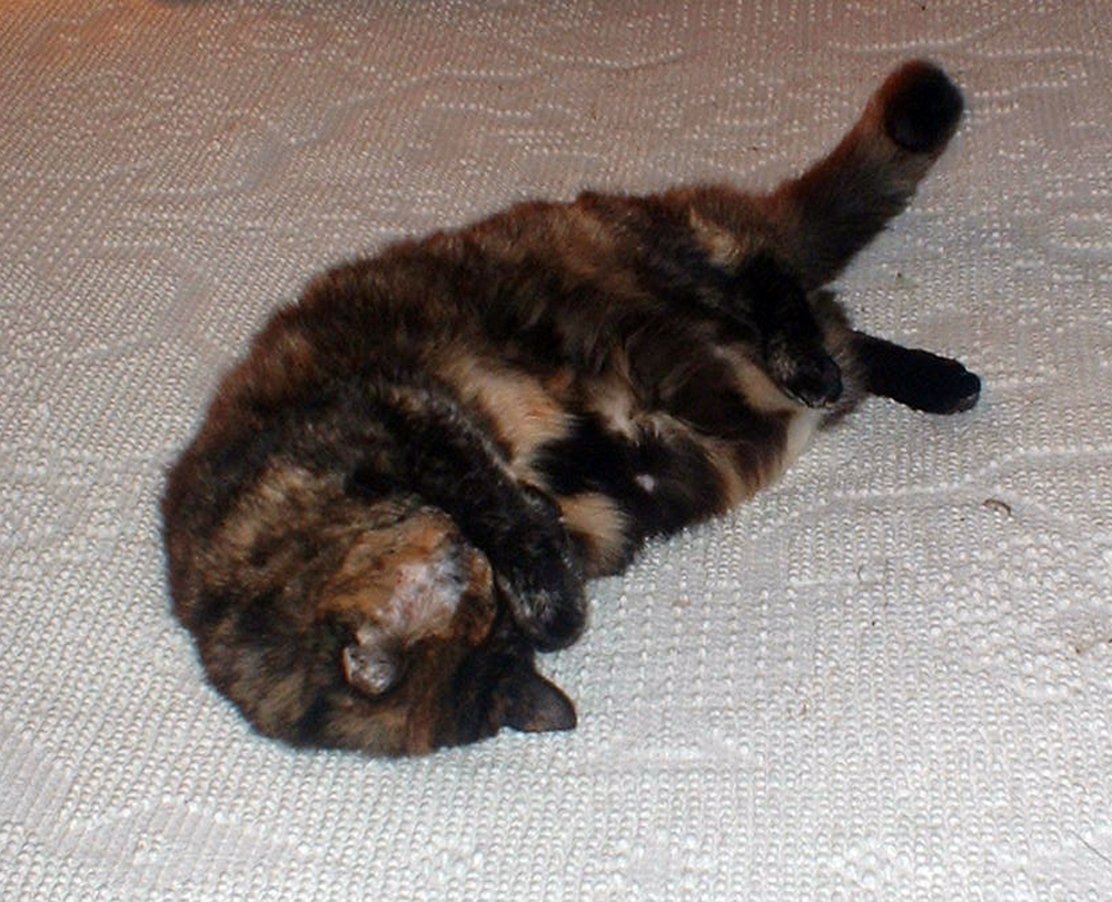 tortie cat with her paws over her face