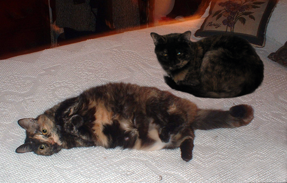 two tortoiseshell cats on bed