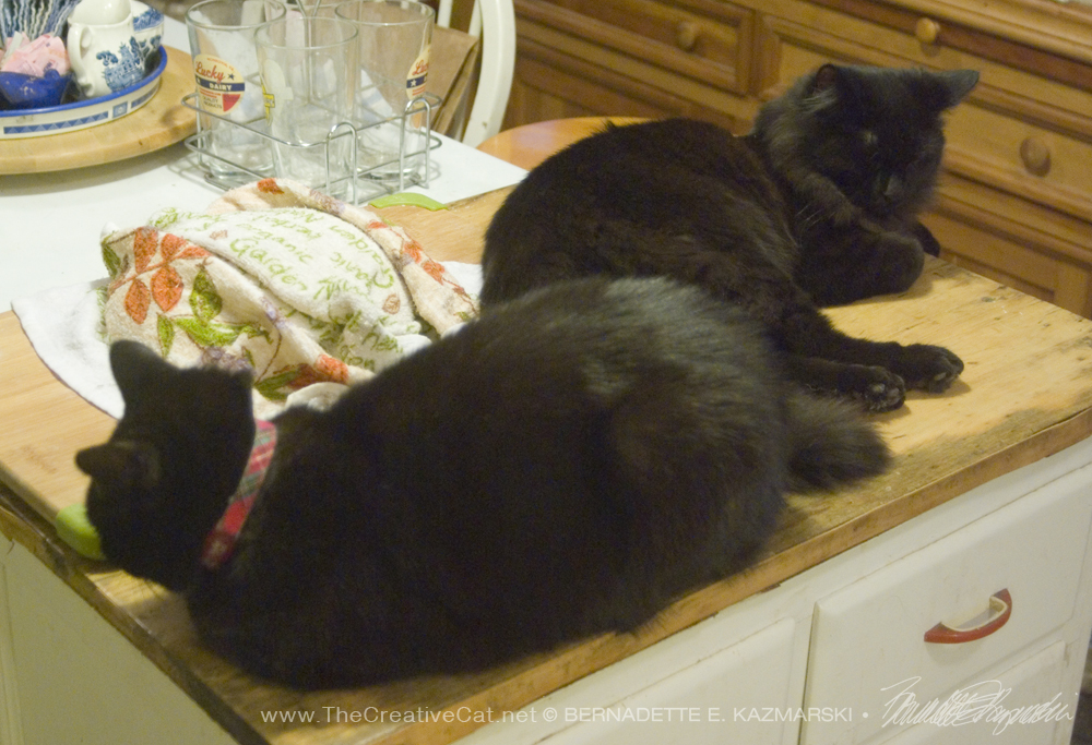 two black cats with bread dough