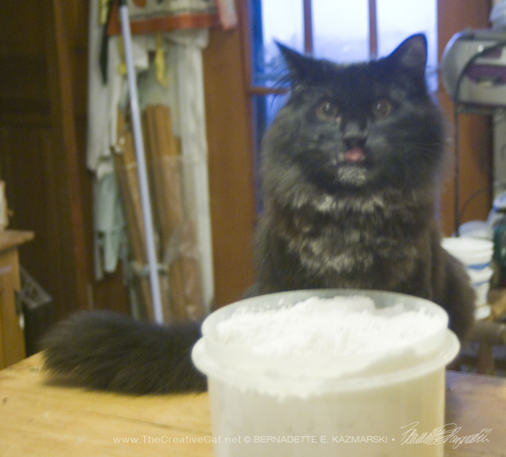 black kitten with flour