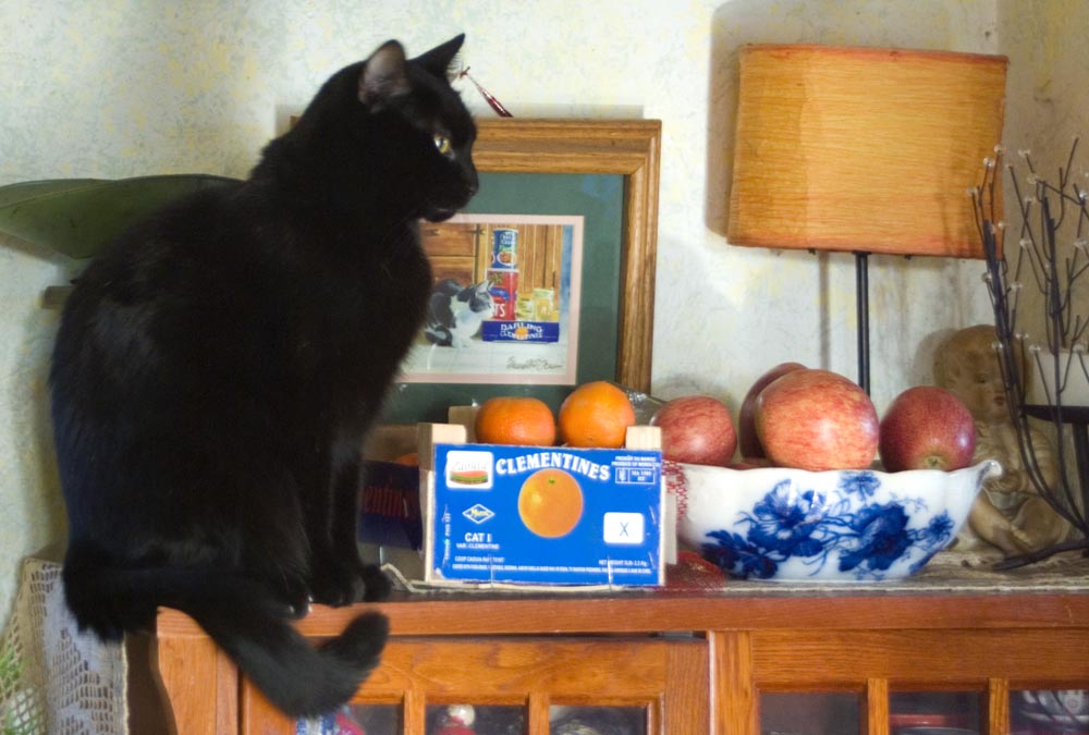black cat with fruit and painting