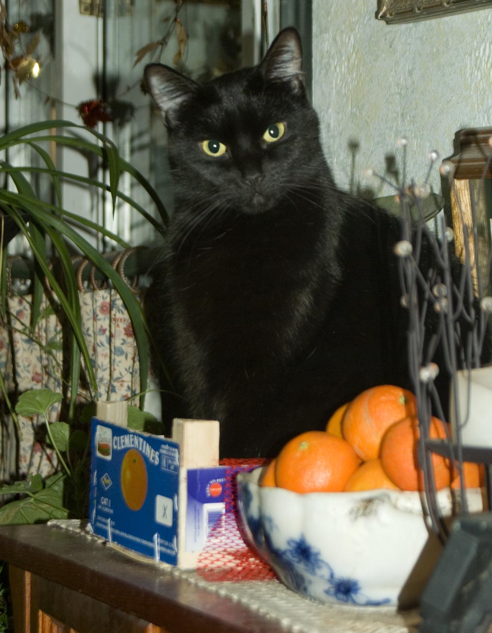 black cat with clementines