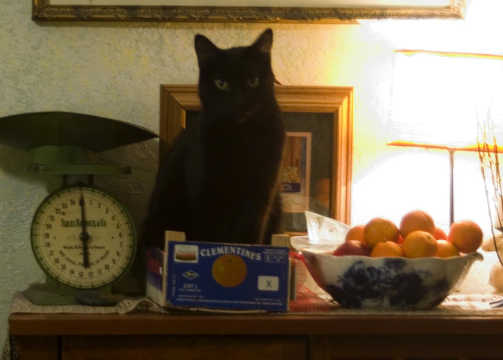 black cat with fruit bowls