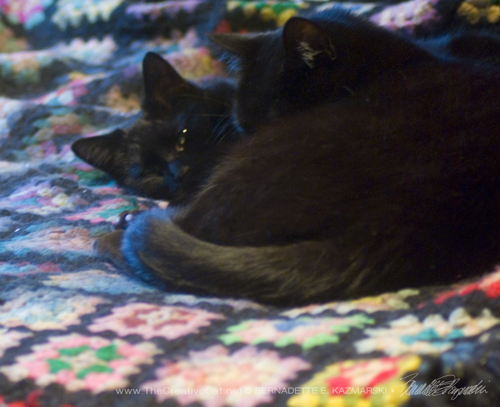 two black cats on afghan