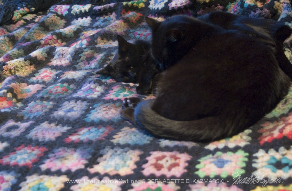 two black cats on afghan