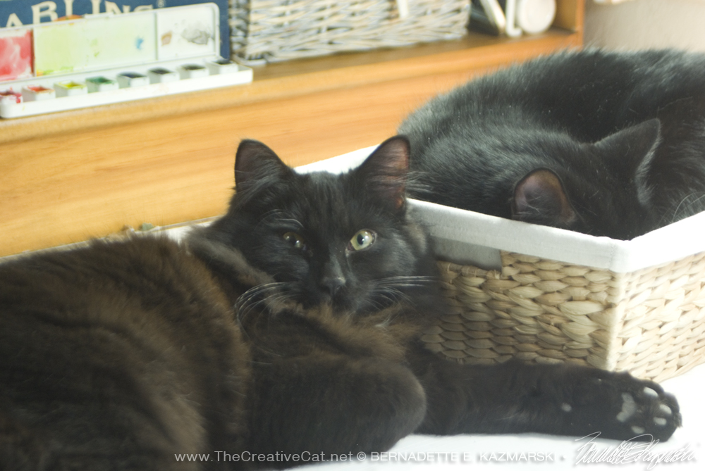 black kitten and black cat