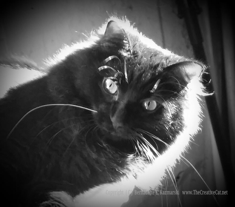 Basil in black and white.