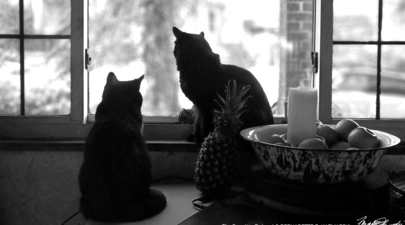 black and white silhouette of two cats with fruit bowl