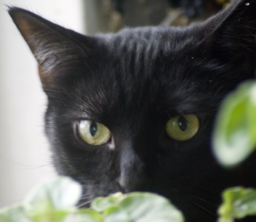 black cat with green leaves