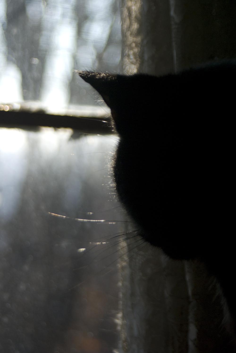 black cat looking out window