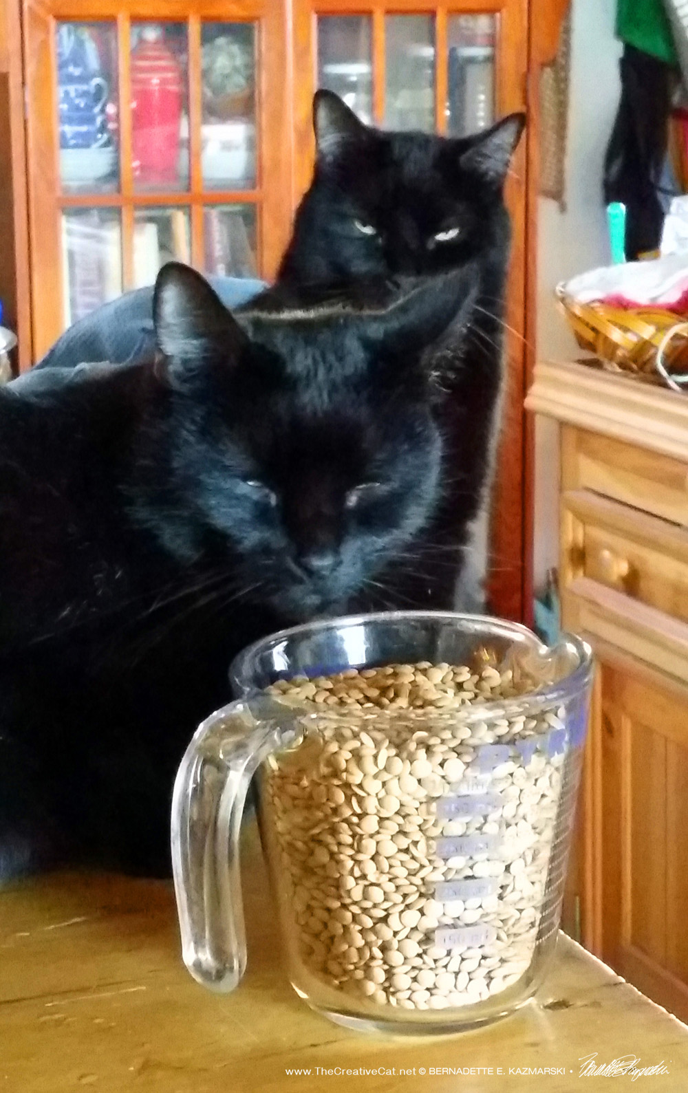 Sunshine and Mewsette make a point about lentils.