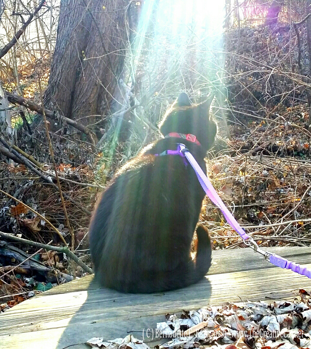 Mimi aglow. black cat in sun on picnic table