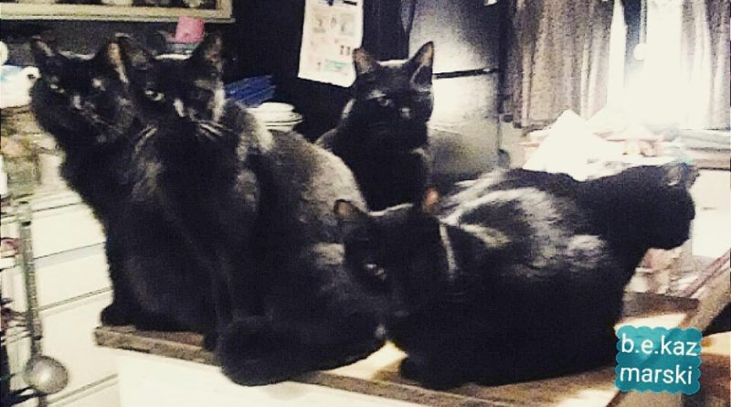 five black cats in the kitchen