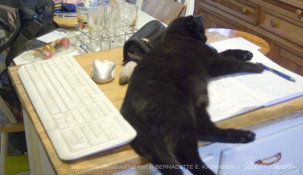 black cat lying on desk