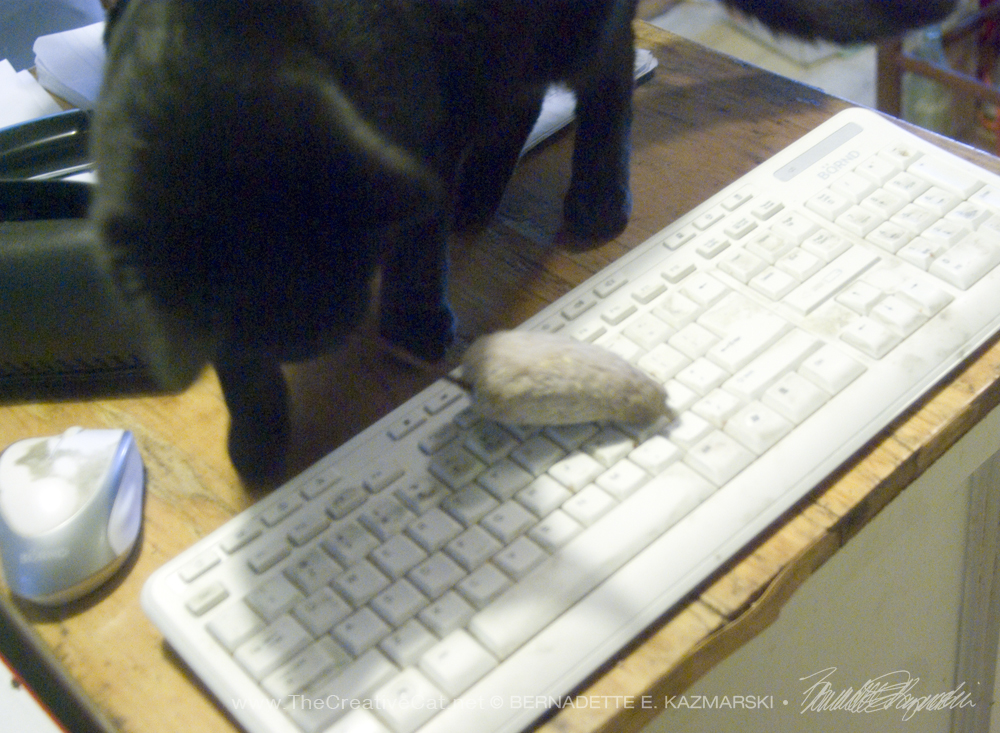 black cat with mouse toy on computer keyboard