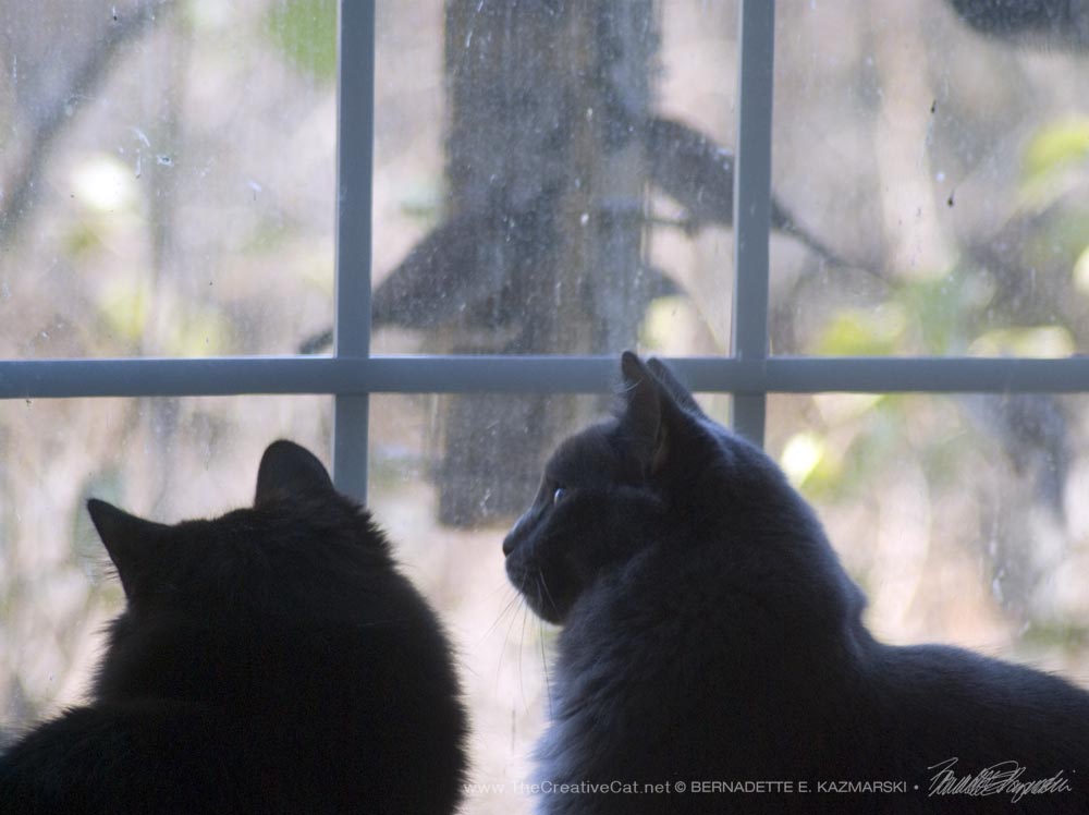 Watching the squirrel.