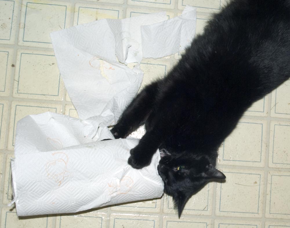 black cat with paper towels