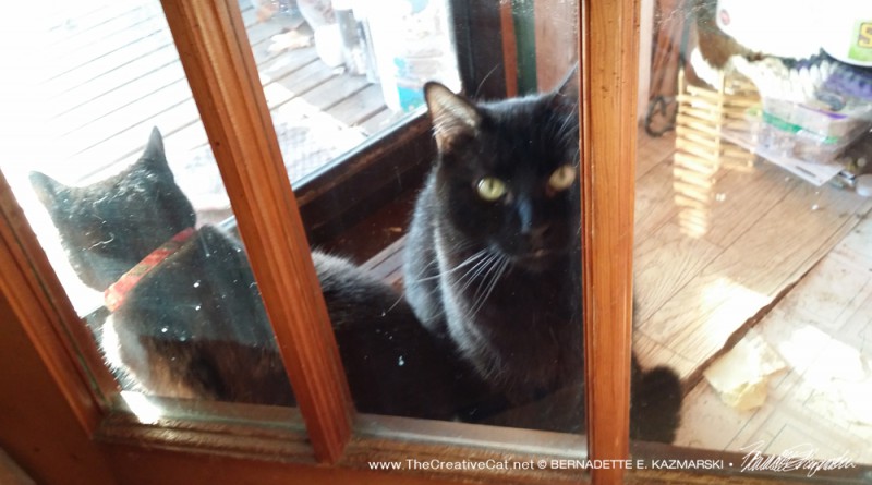 Mewsette asks me to let her in.