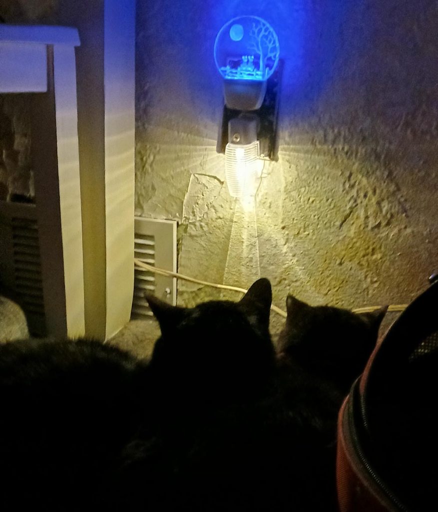 black cats with nightlight