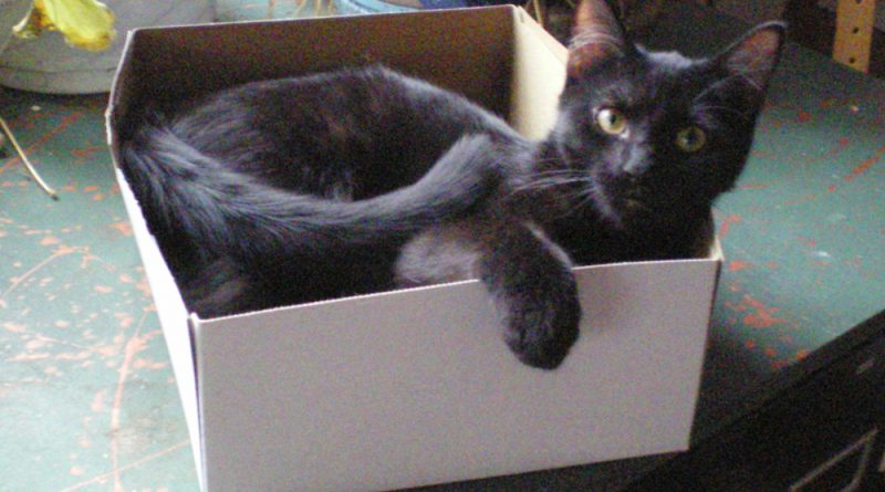 black kitten in box