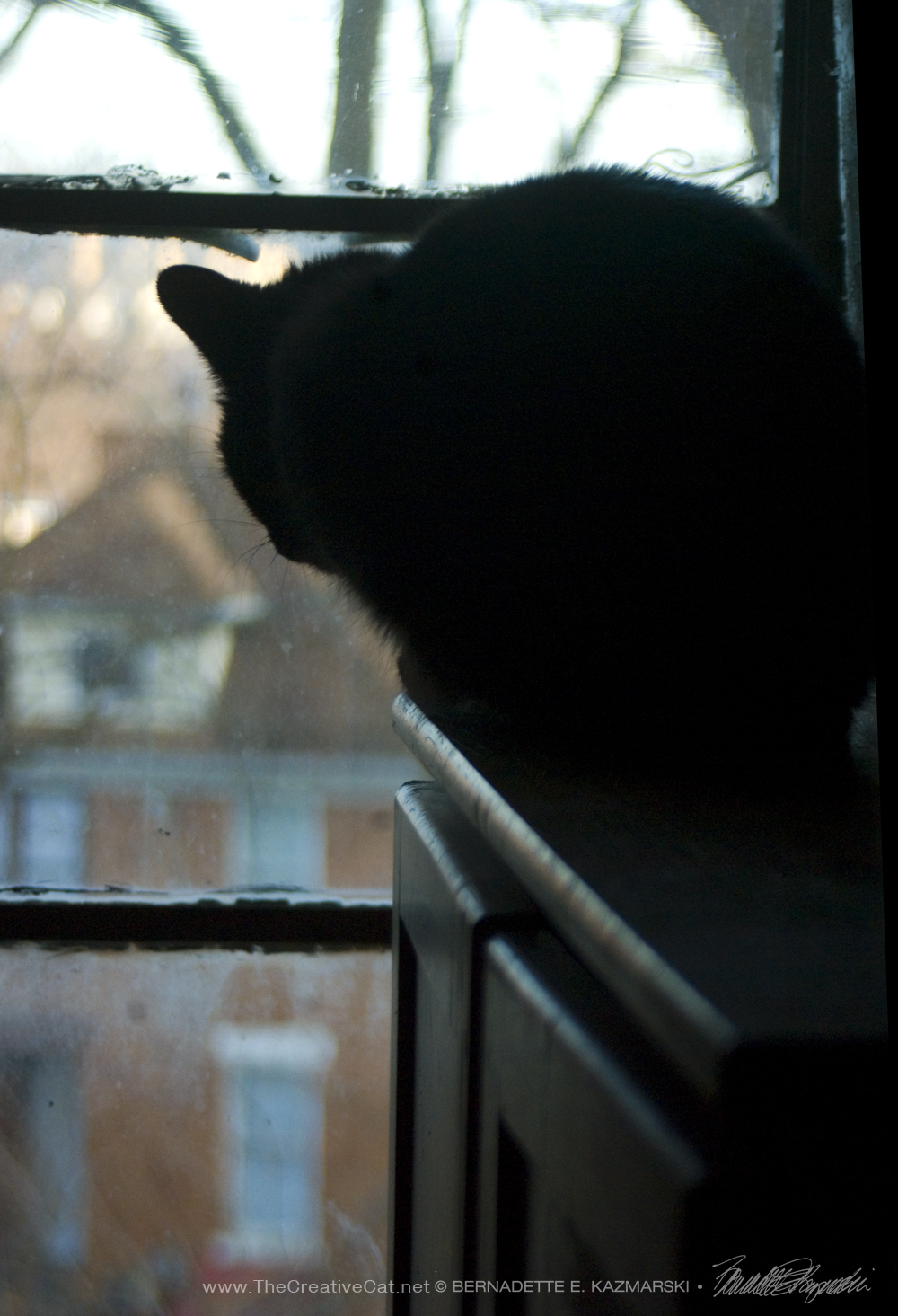 black cat silhouette at window