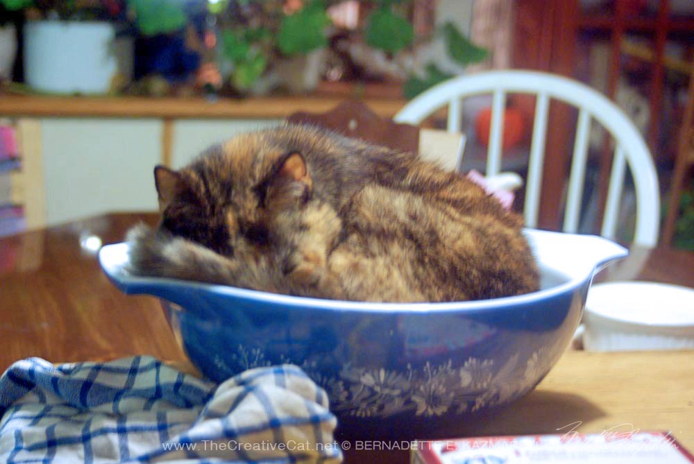 tortoiseshell cat in mixing bowl