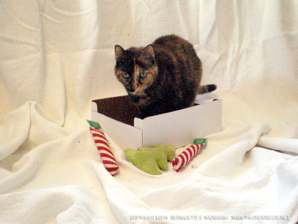tortoiseshell cat with christmas toys