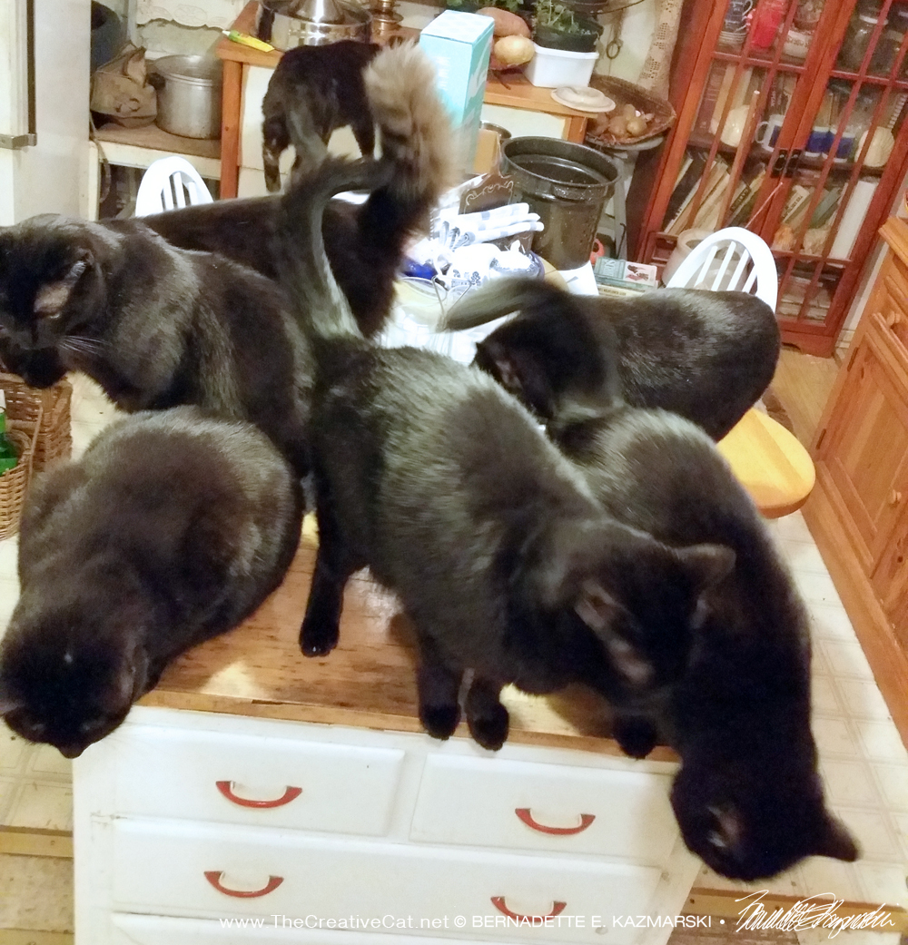seven black cats