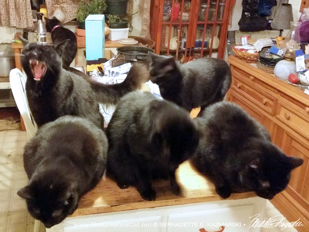 seven black cats