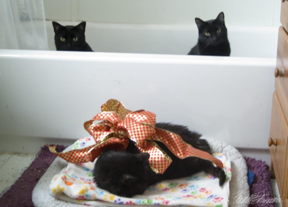 black cats in tub and on bed