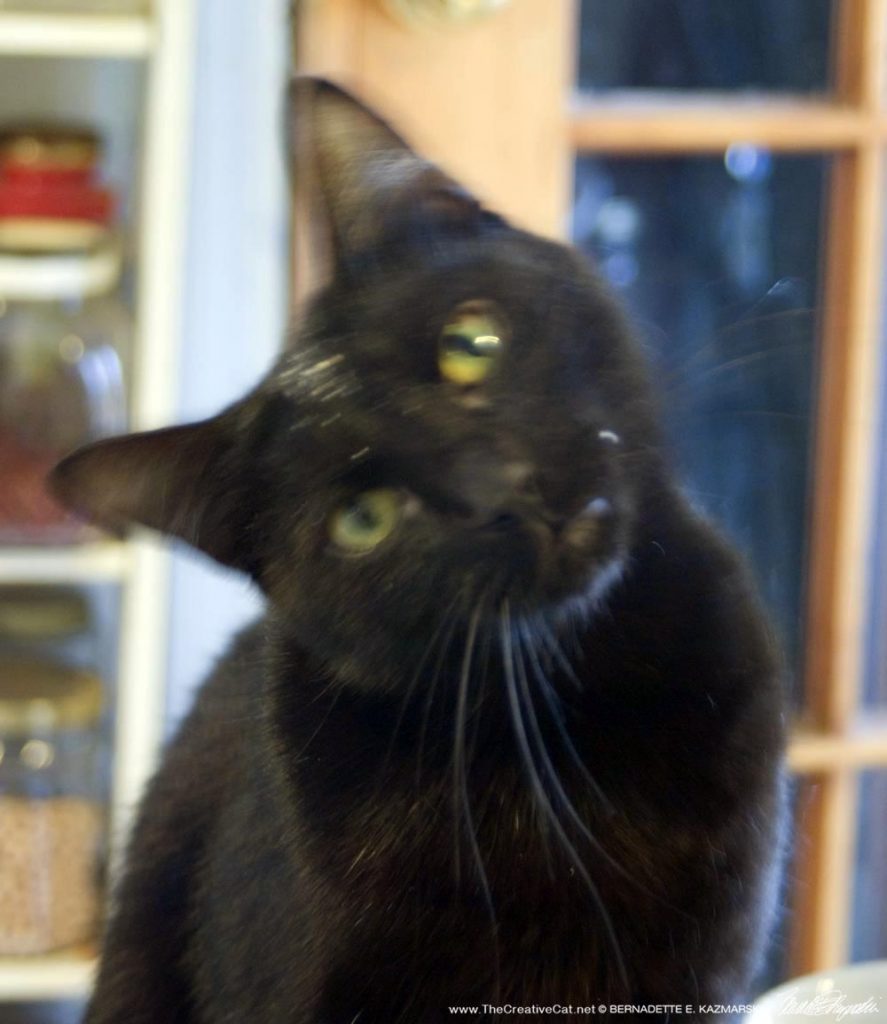 black cat tilting his head
