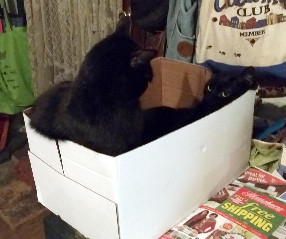 two black cats and box