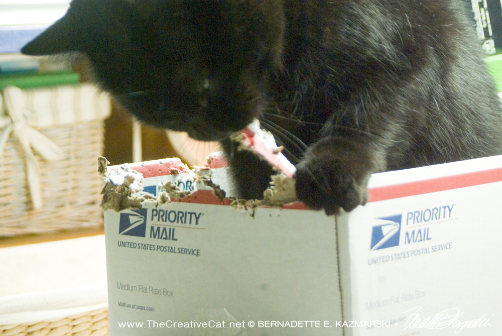 black cat with box