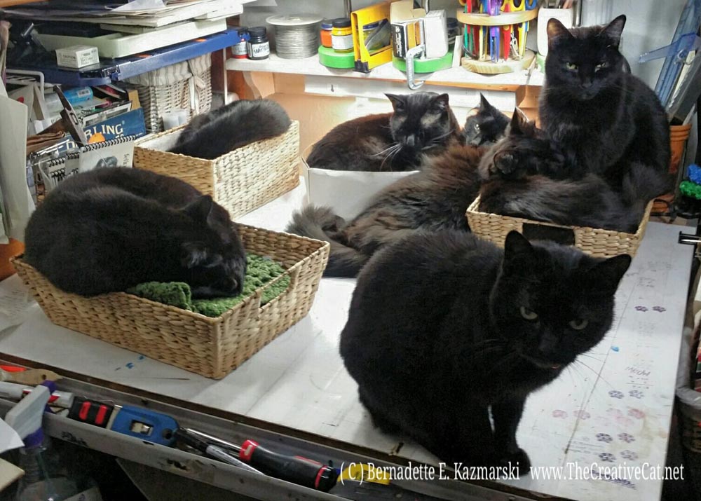 Seven black cats in the studio.