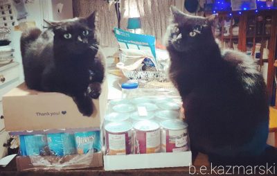 two black cats with cat food