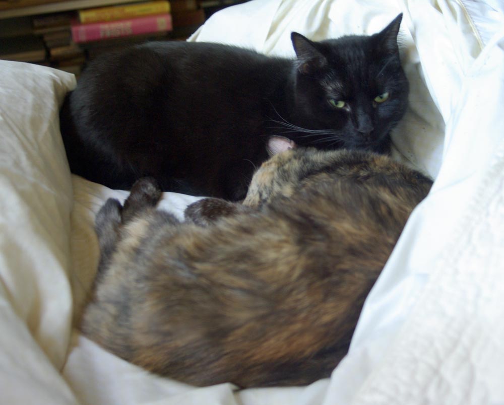 black cat and tortoisesehll cat