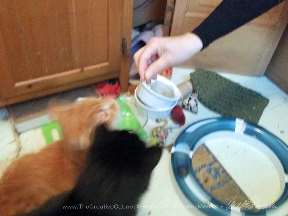 two cats with treat
