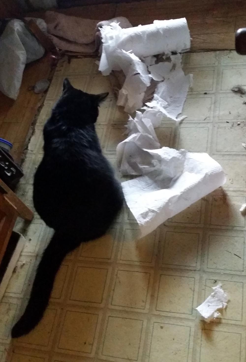 black cat with paper towels