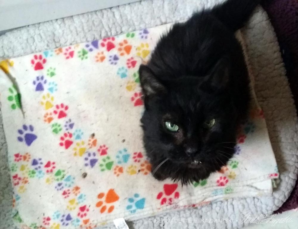 black cat on pawprint blanket