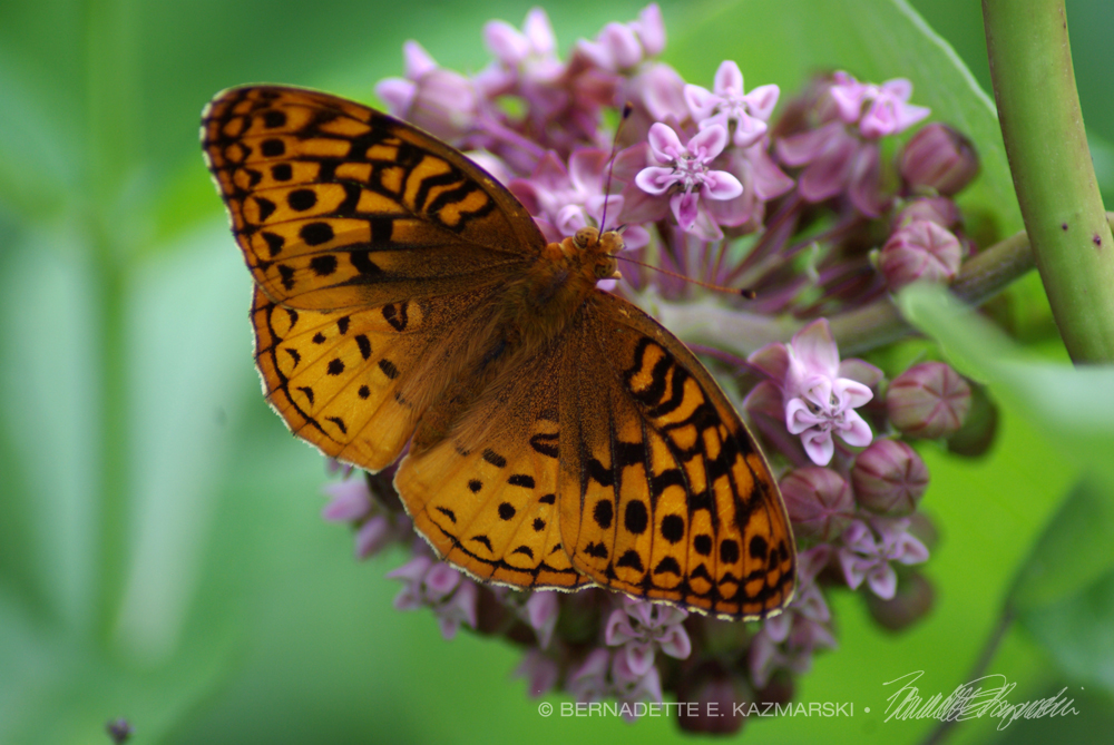 A great spangled fritillary on milkweed, seen along the trail.