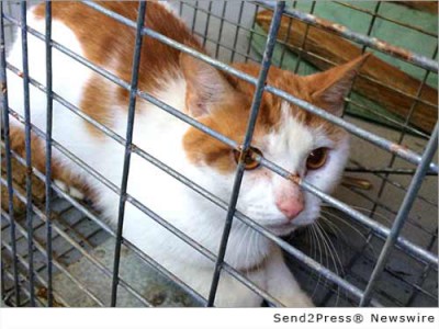 orange and white cat in trap