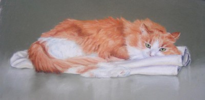 portrait of orange and white cat