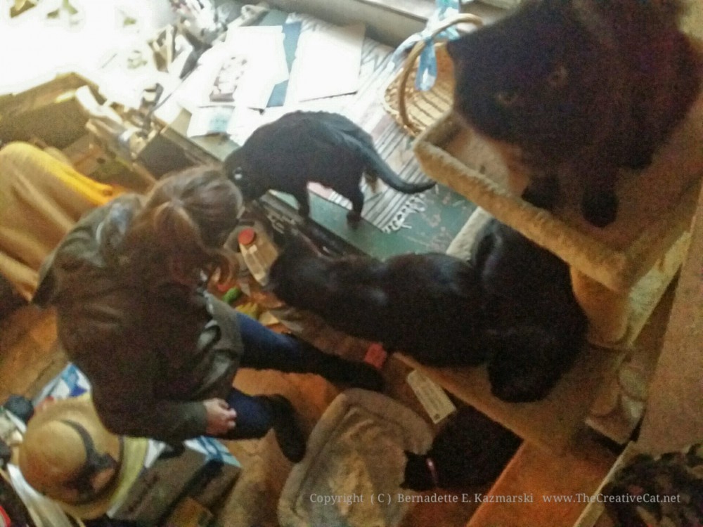 Five black cats greet Margo.