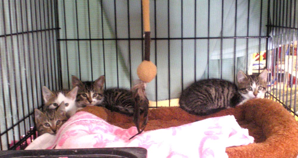 kittens in cage