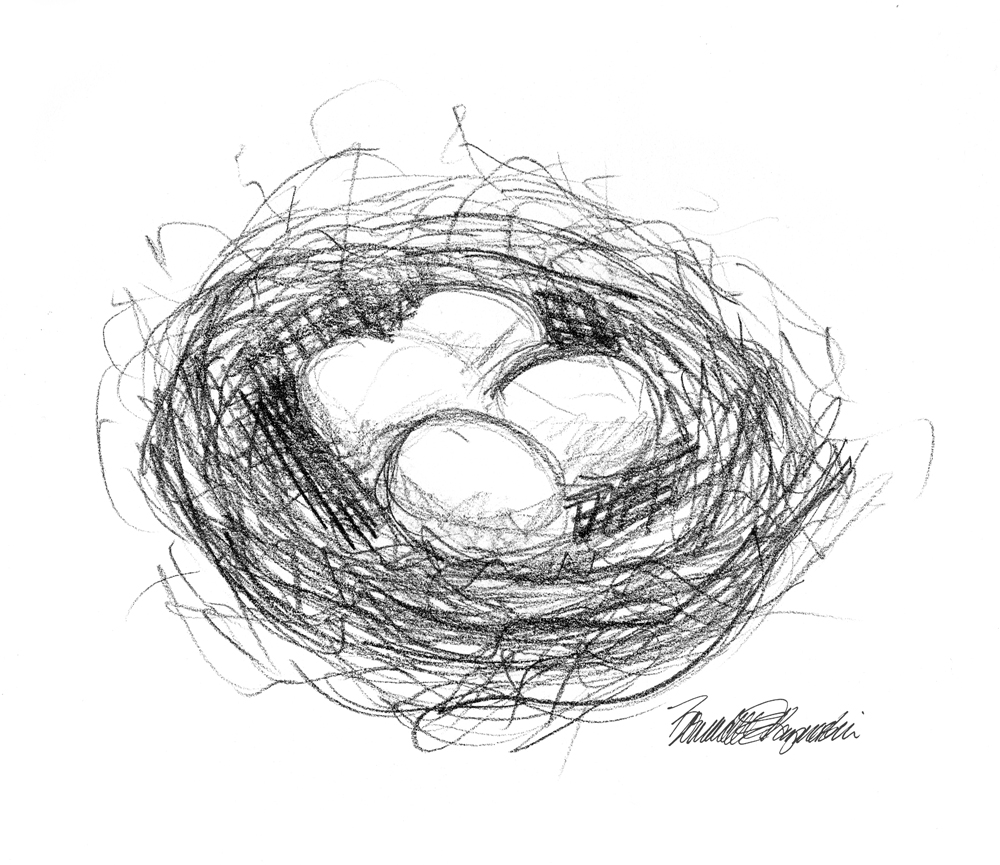 pencil sketch of bird's nest