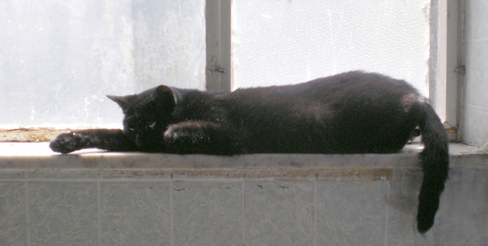 black cat sleeping on windowsill