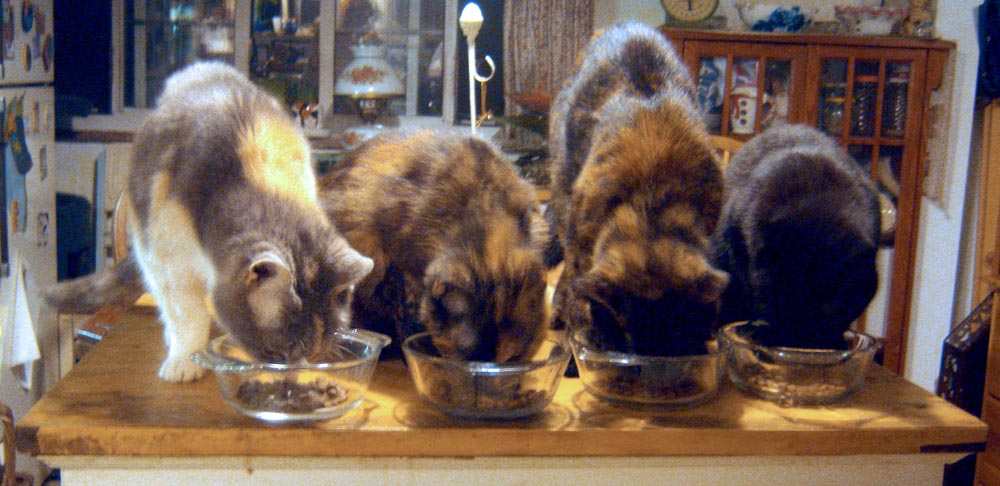 four cats eating on table